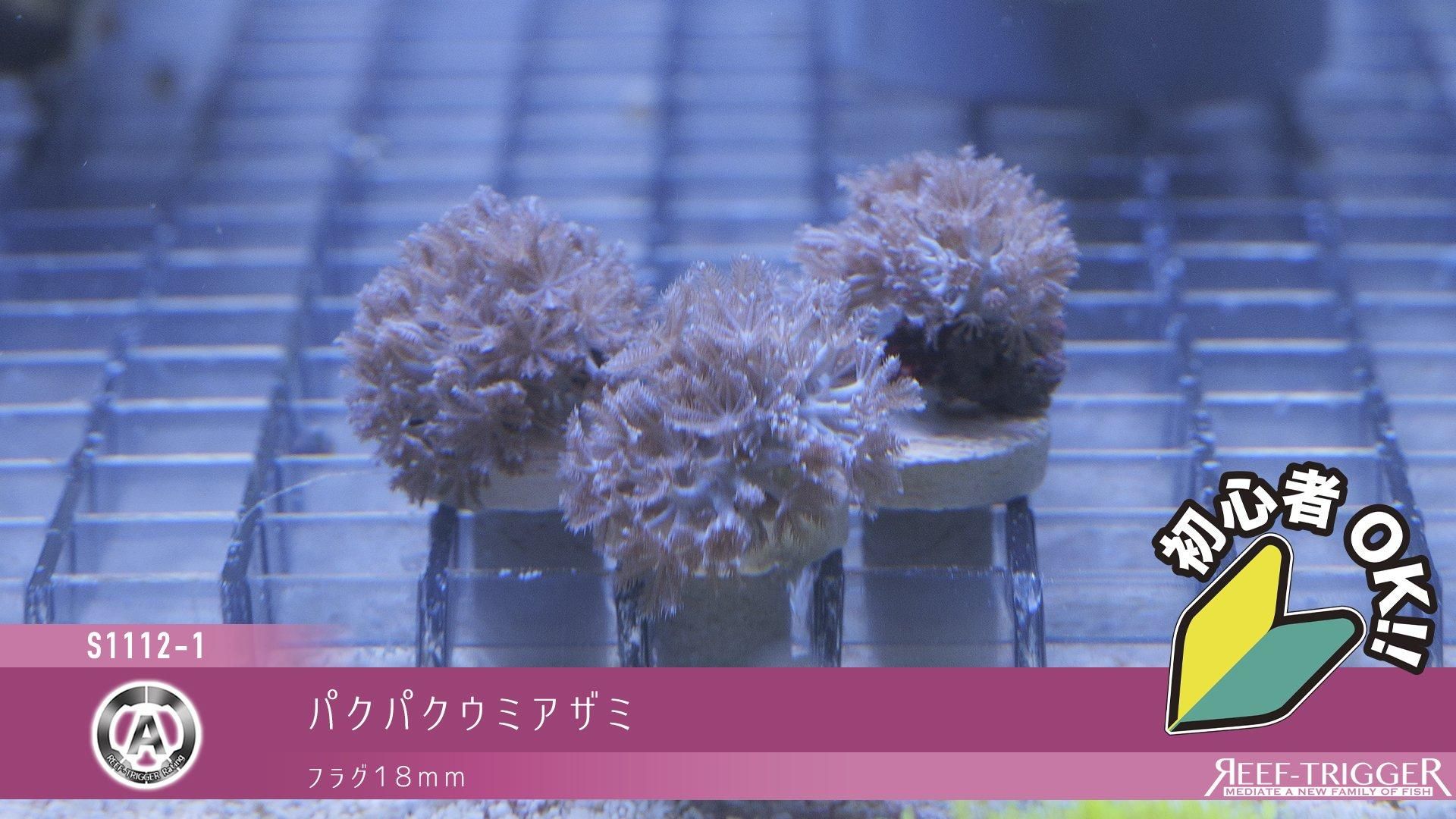 パクパクウミアザミ | フラグ18mm - REEF-TRIGGER