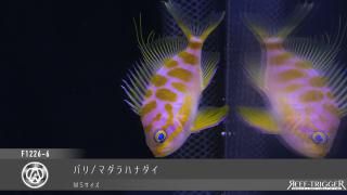 東熱ブルーライト15Ｗ(60hz) 紫外線殺菌灯 東熱 ブルーライト殺菌灯 【レヨンベールアクア】