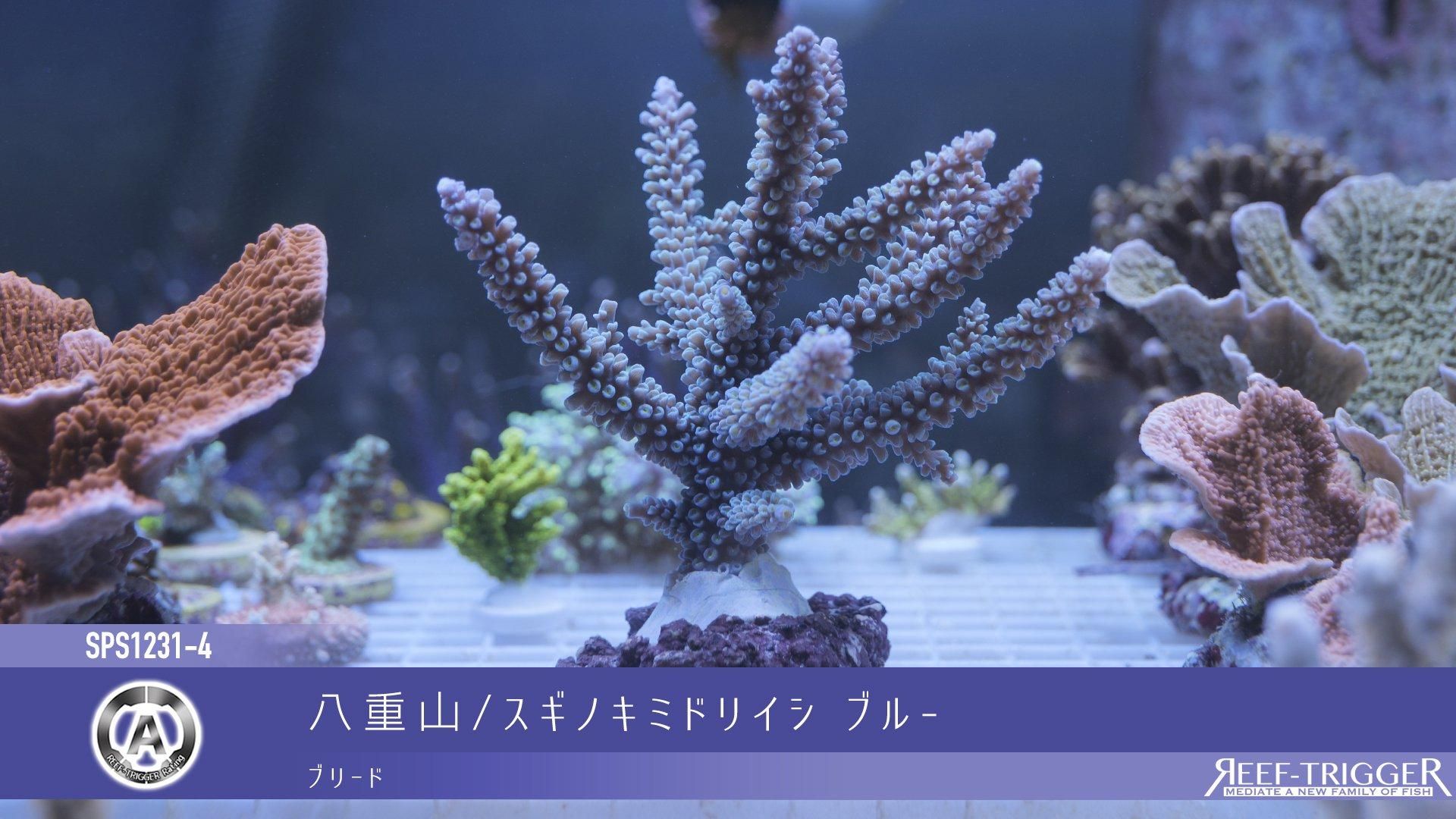✨針葉樹【143】ヒムロ杉　ブルーバード　ブルーアイス　モミ サンキライ　リース おうち時間を楽しもう！サイト | BBIQ(ビビック)公式サイト