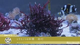楽天市場】【 楽天スーパーSALE 10％OFF 】 6種類 の 国内産