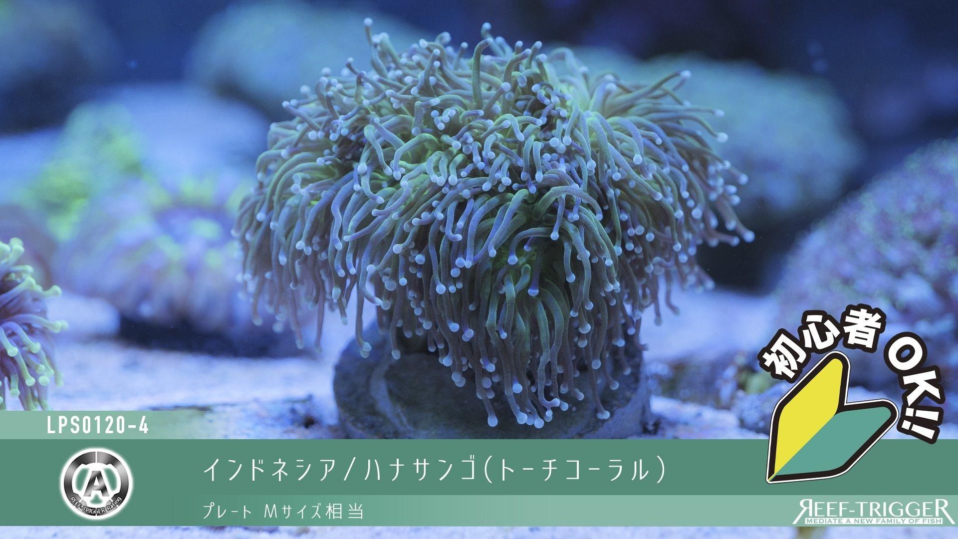 ハナサンゴ(トーチコーラル) | Mサイズ - REEF-TRIGGER