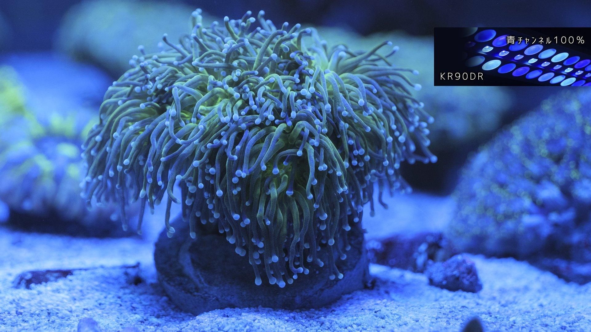 ゴールドトーチコラール　1ヘッド ハナサンゴ(トーチコーラル) | Mサイズ - REEF-TRIGGER