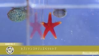 天然ライブロック　フライドポテト REEF-TRIGGER ライブロック