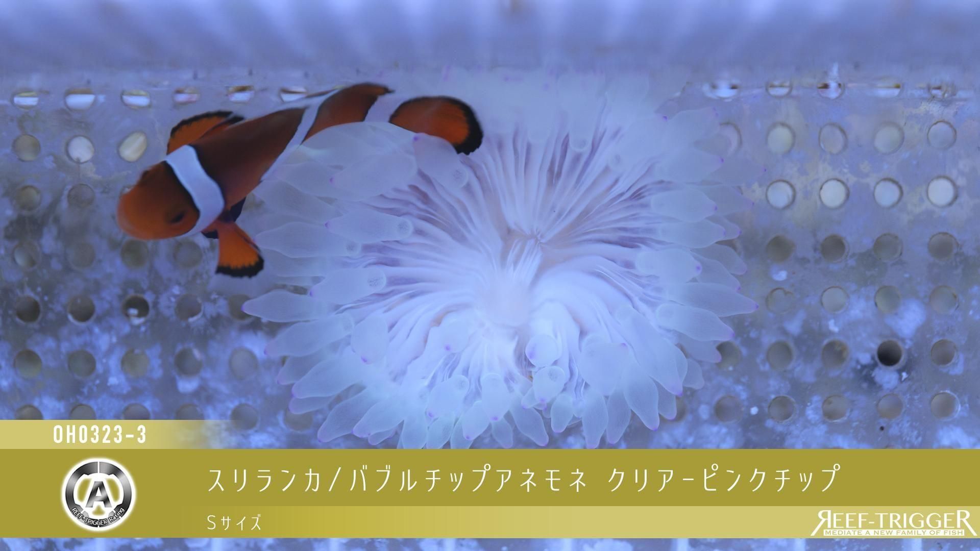 バブルチップアネモネ | スリランカ産 - REEF-TRIGGER