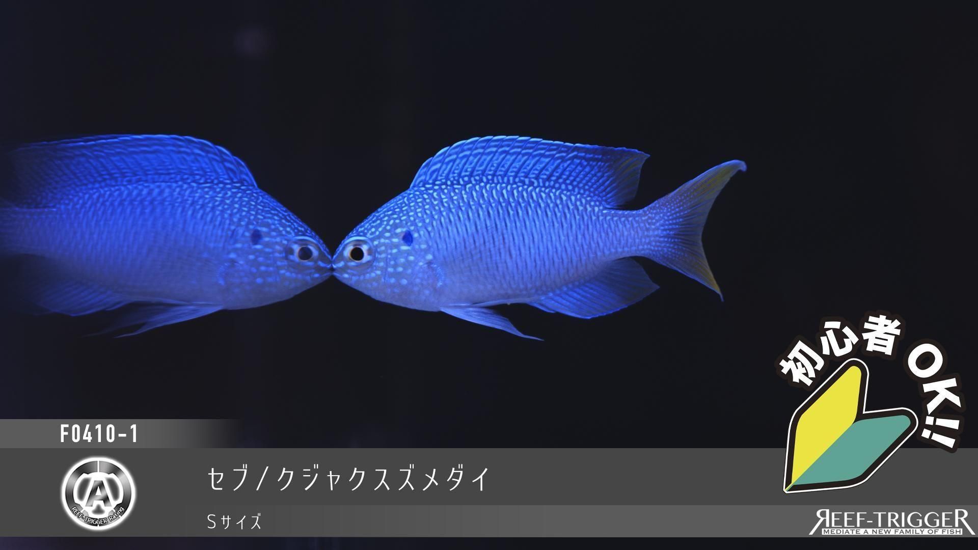 スズメ セブ/クジャクスズメダイ | Sサイズ - REEF-TRIGGER