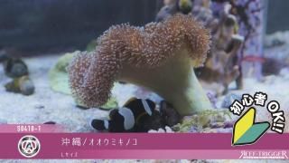 殺菌灯 - REEF-TRIGGER 殺菌灯 - REEF-TRIGGER