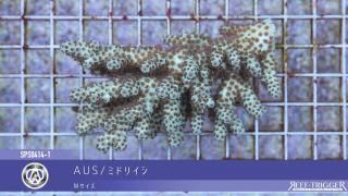 殺菌灯 - REEF-TRIGGER 殺菌灯 - REEF-TRIGGER