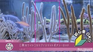 リーフ・エボリューション シーソルト | プレミアム海水塩