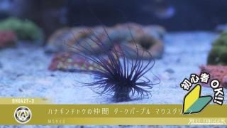 New Item リーフ エボリューション シー ソルト その他 | 海水魚