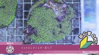 10lb Premium Live Rock – The Underwater Gardener