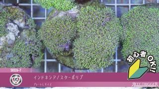 10lb Premium Live Rock – The Underwater Gardener