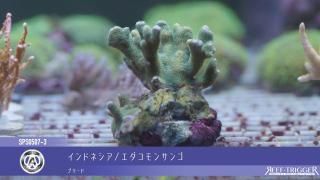ライブロック - REEF-TRIGGER