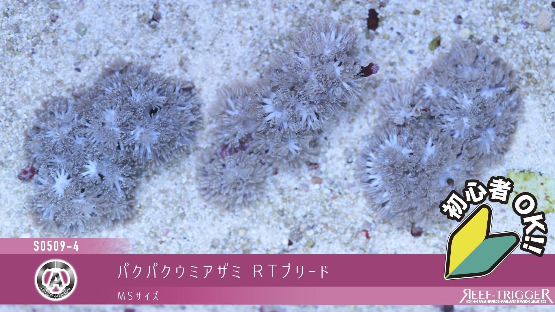パクパクウミアザミ | MSサイズ - REEF-TRIGGER