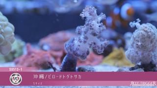 ウミキノコ&スターポリプセット （スターポリプを買うならアクア