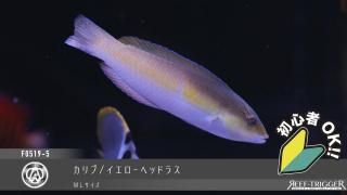 30W 東熱 ブルーライト紫外線殺菌灯(石英管あり)[当店稼働中