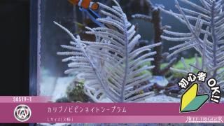 カリブ/ビピンネイトシープラム L | 魚類・水草用品 - REEF-TRIGGER