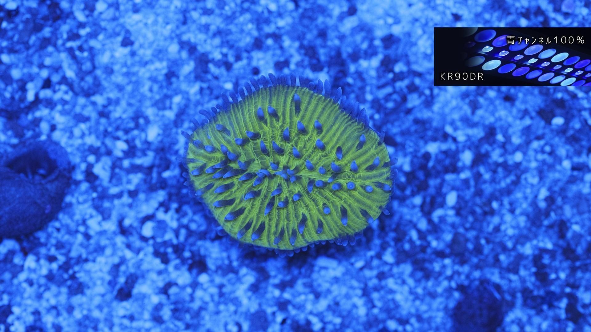 インドネシア | クサビライシ 芽 18mm - REEF-TRIGGER