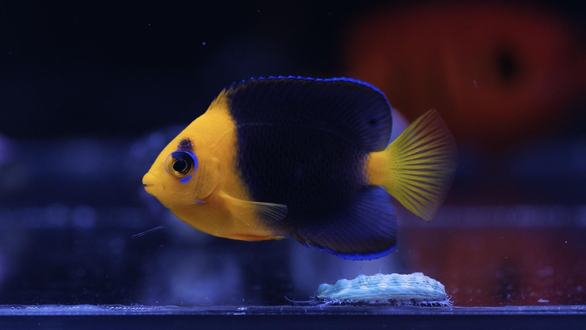 ココスピグミーエンゼル | Sサイズ - REEF-TRIGGER