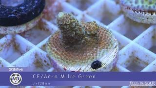 天然ライブロック　フライドポテト REEF-TRIGGER ライブロック