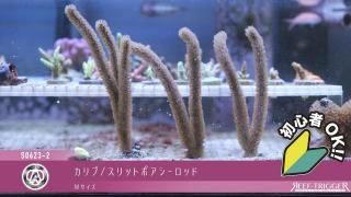 ※　【専用】　シャコガイ・サンゴ ソフトコーラル - REEF-TRIGGER