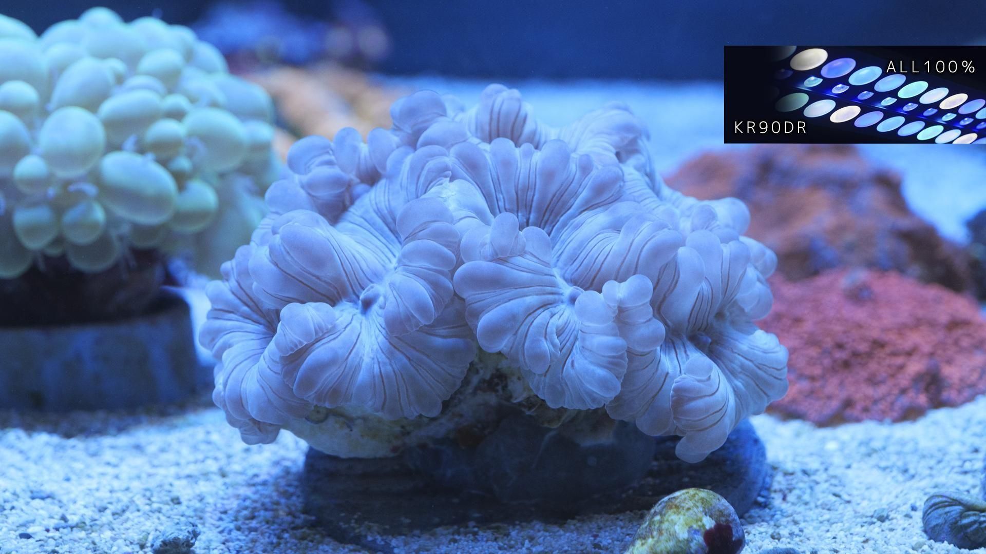 フォックスコーラル Mサイズ | インドネシア産 - REEF-TRIGGER