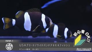 サンゴ原木 5点セット Amazon | キタコ(KITACO) スーパースロットルセット DIO-ZX等
