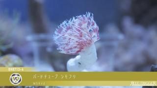 ライブロック - REEF-TRIGGER