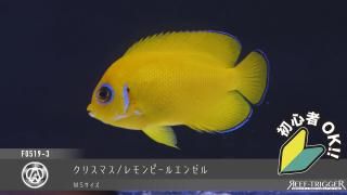 ライブロック　天然　約7キロ 小型海水水槽・人工ライブロック通販｜サーチライフクラフト