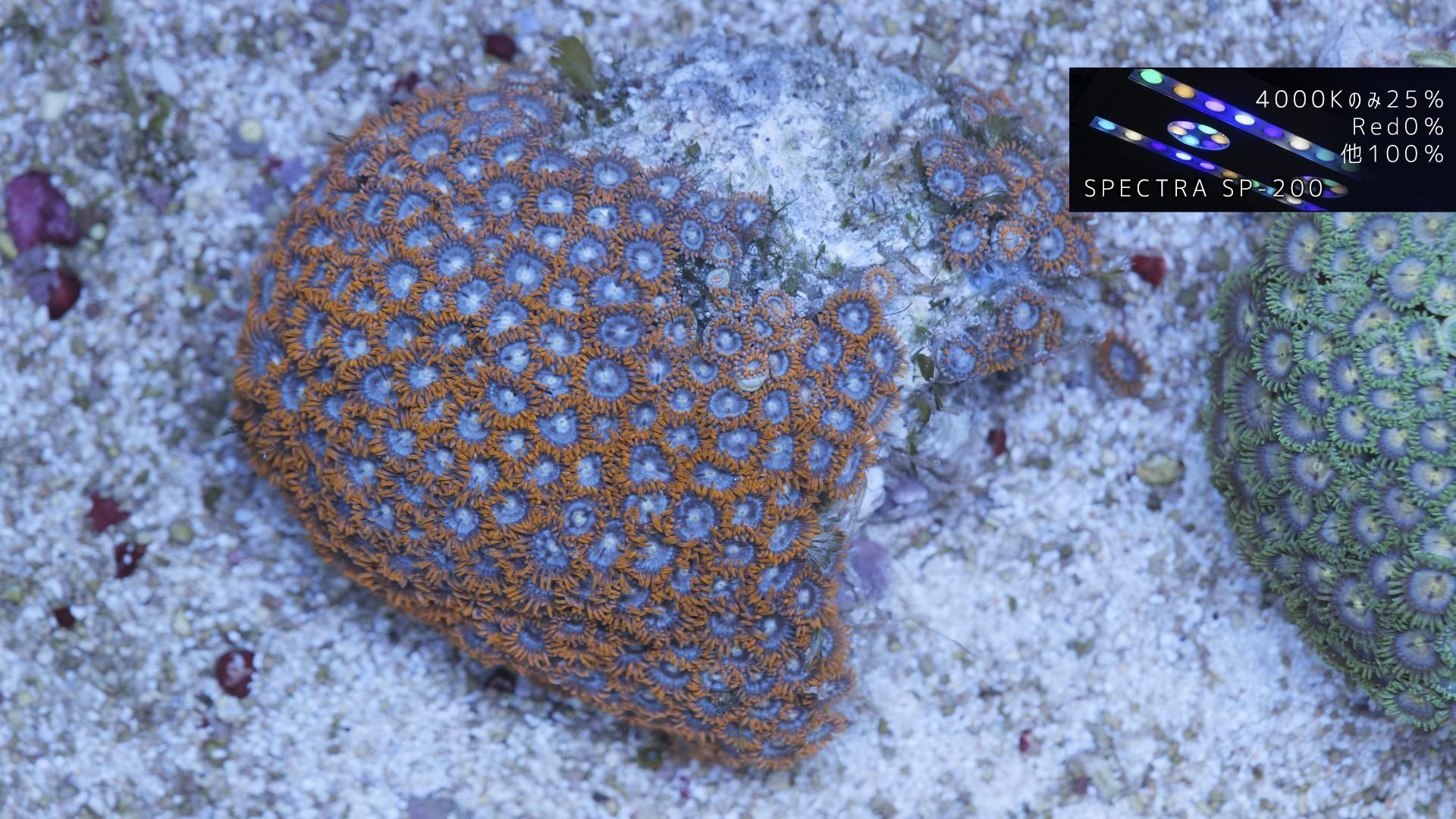 マメスナギンチャク　ストラトスフィアセット品　珊瑚　海水 マメスナギンチャク ストラトスフィアセット品 珊瑚 海水 マメ