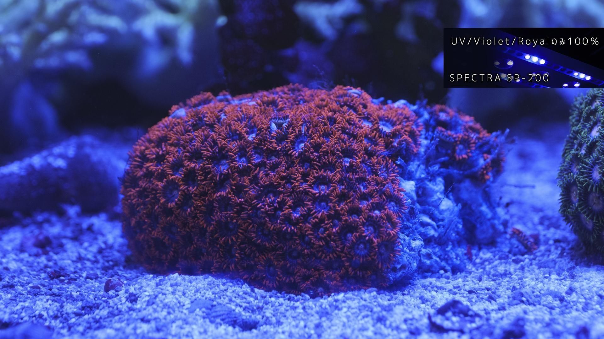 ベトナムマメスナギンチャク | Mサイズ - REEF-TRIGGER