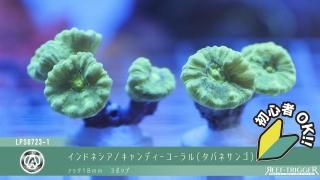 マメスナギンチャク　ボタンポリプ　ディスクコーラル　4セット マメスナギンチャク ボタンポリプ ディスクコーラル 4セット