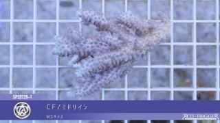 ヴィーソルト水道水用マスキング剤13本セット 楽天市場】マリンテック ヴィーソルト マスキング剤 内容量