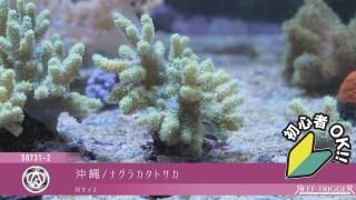 海藻　紅藻　お得な14セット ☆】海藻紅藻14点セット