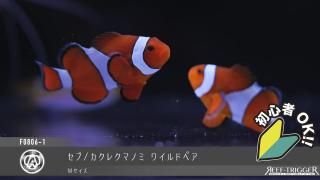 海水魚 - REEF-TRIGGER