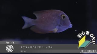 紫外線殺菌灯　ブルーライト　東熱 東熱 ブルーライト殺菌灯 【レヨンベールアクア】