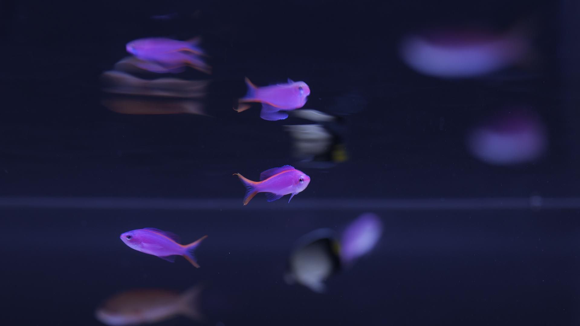 パープルクイーンアンティアス | MSサイズ - REEF-TRIGGER