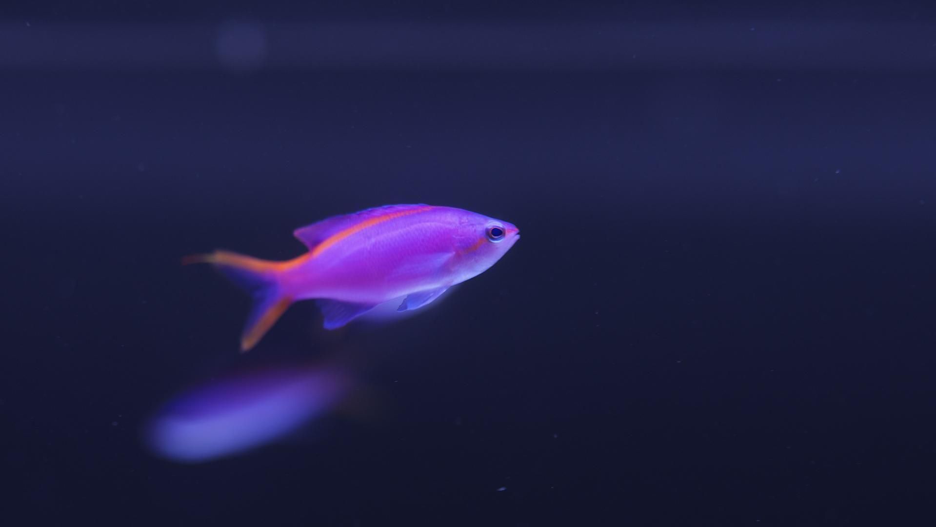 #アンティアス パープルクィーンアンティアス(1匹) | チャーム