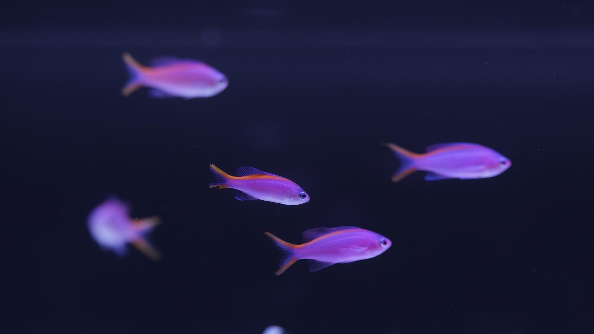 パープルクイーンアンティアス | MSサイズ - REEF-TRIGGER