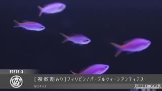 海水魚 - REEF-TRIGGER