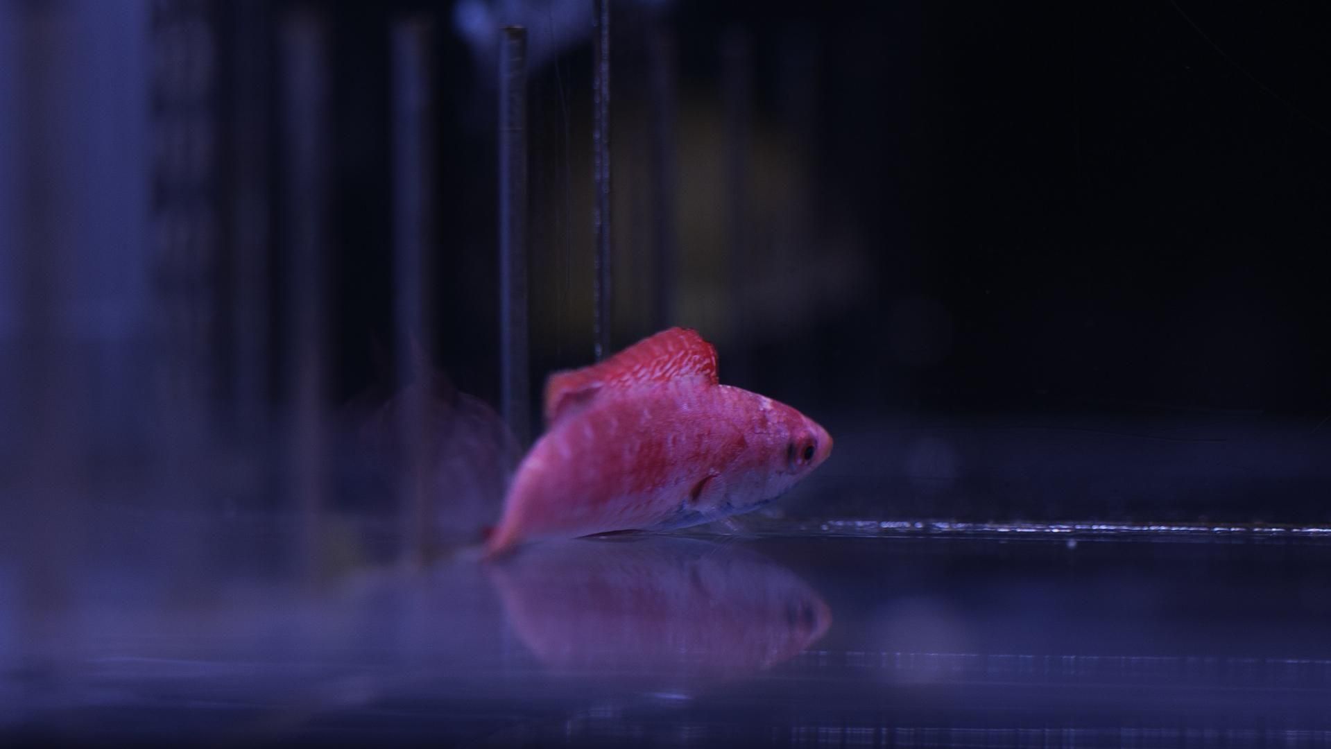 ブルースロートフェアリーラス | Mサイズ - REEF-TRIGGER