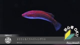 沖縄産海藻付きライブロック XXLサイズ - REEF-TRIGGER