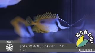 ライブロック - REEF-TRIGGER