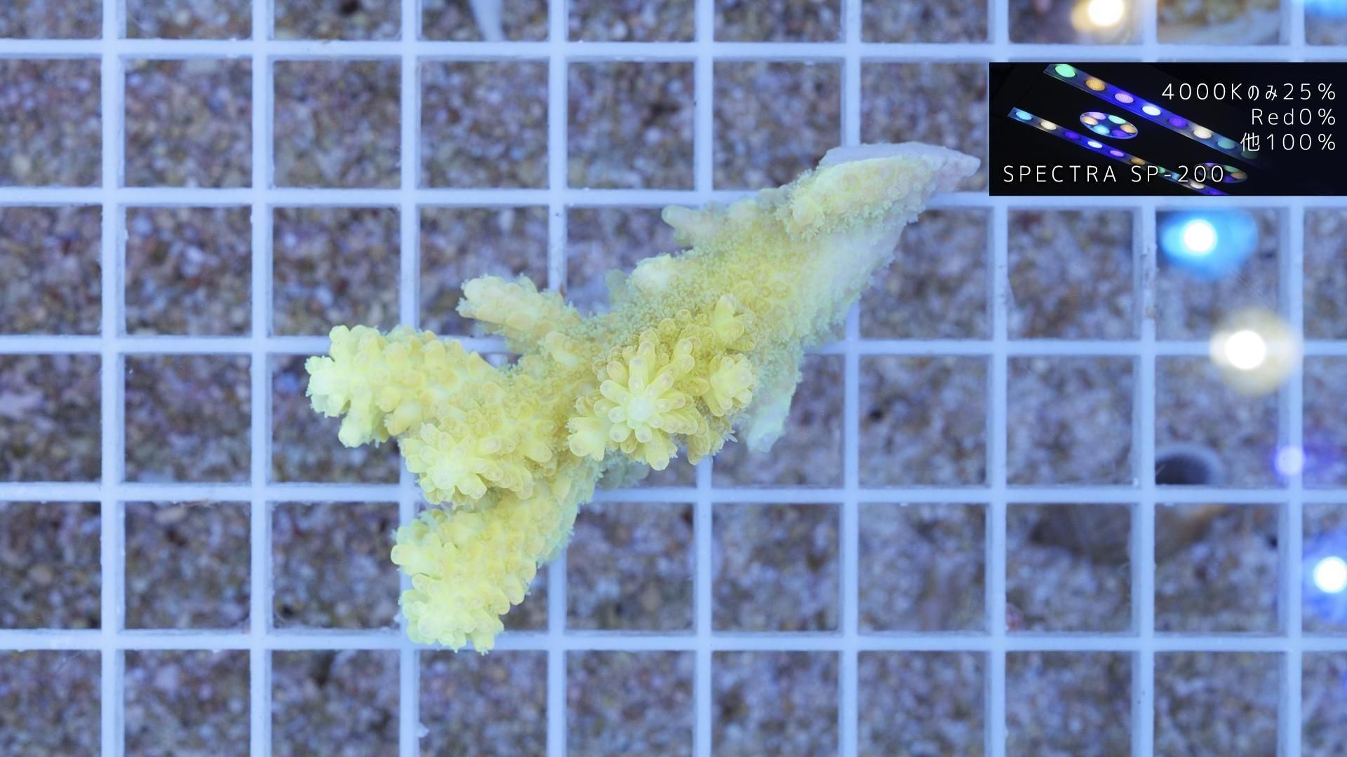 CF/ミドリイシ | Sサイズ - REEF-TRIGGER