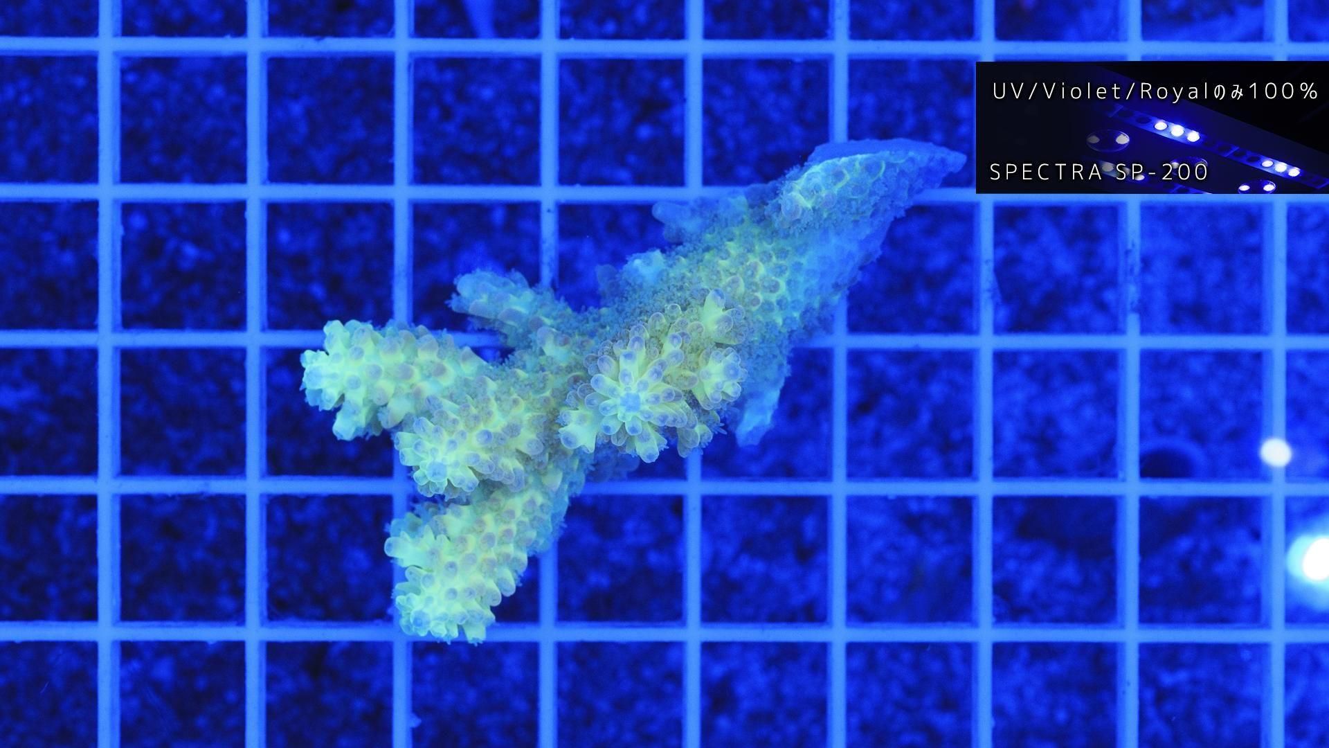 ミドリイシさん、 Acropora Nasuta 眩しすぎて写真では実物を再現できない件