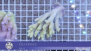レア！沖縄産スターポリプ ウルトラホワイト Mサイズ - REEF-TRIGGER