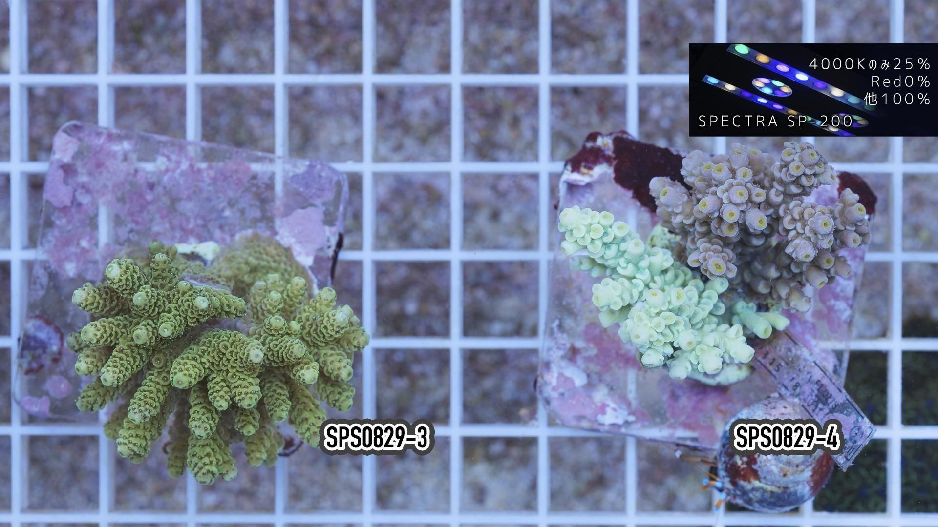 ブリードミドリイシ | アクリルプレート - REEF-TRIGGER
