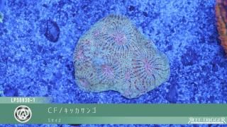 30W 東熱 ブルーライト紫外線殺菌灯(石英管あり)[当店稼働中