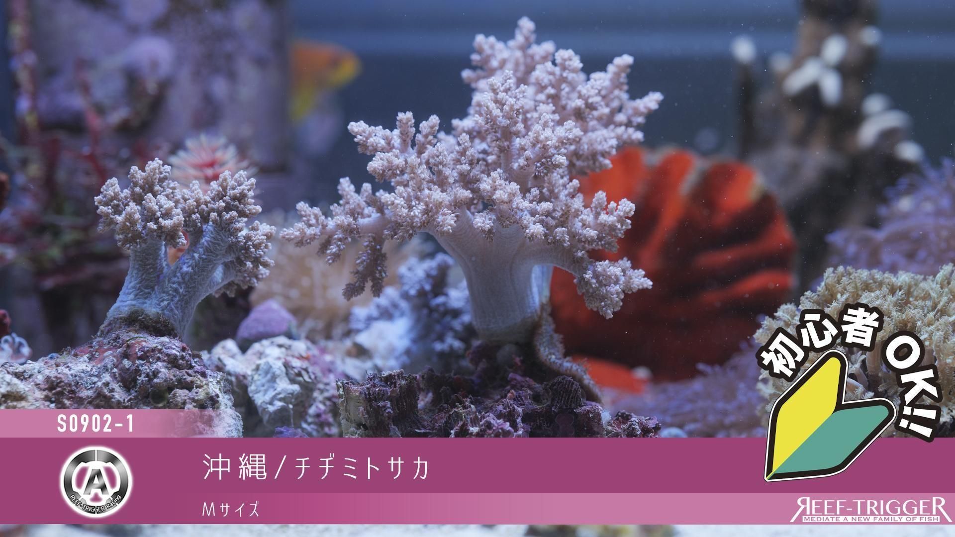 沖縄/チヂミトサカ | Mサイズ - REEF-TRIGGER