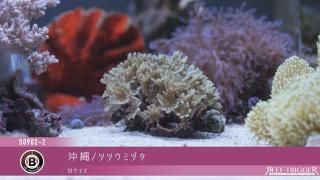ライブロック　11kg 楽天市場】（海水魚）Bグレードライブロック Sサイズ（1kg