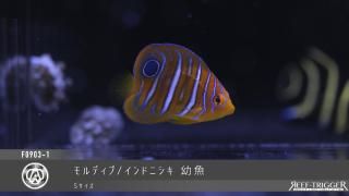 海水魚 - REEF-TRIGGER
